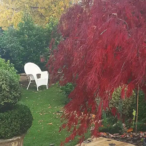 inner-city back garden