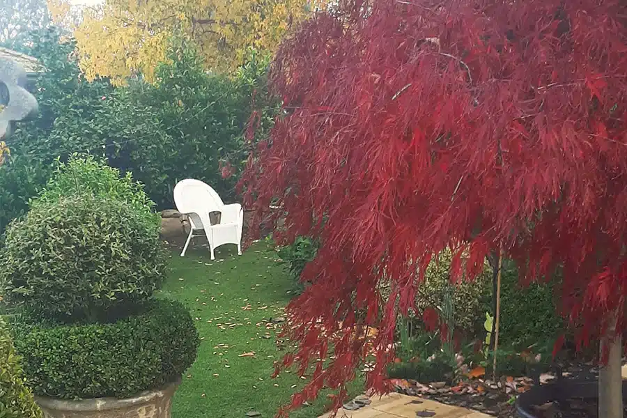 inner-city back garden