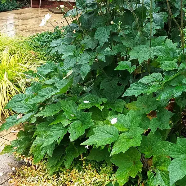 informal styled design