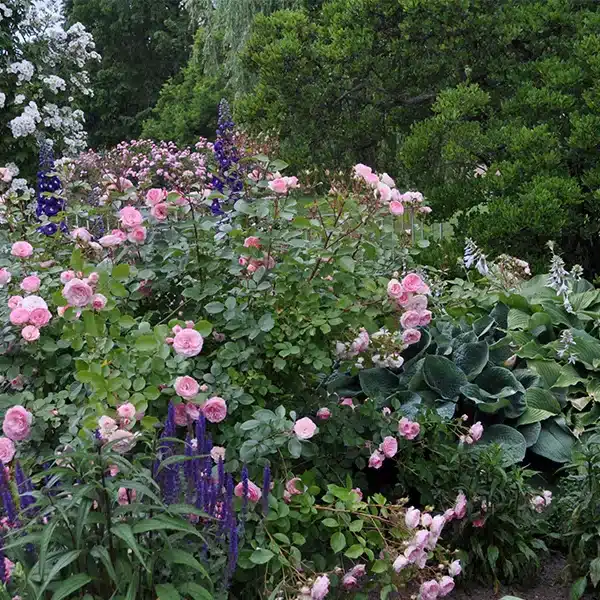 Garden for the Senses