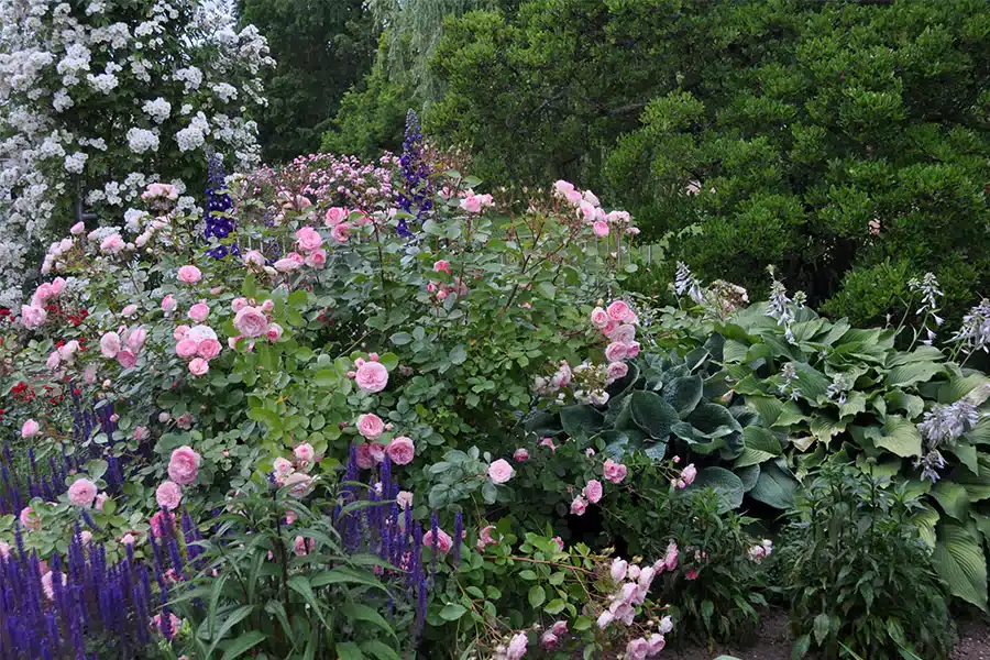 Garden for the Senses