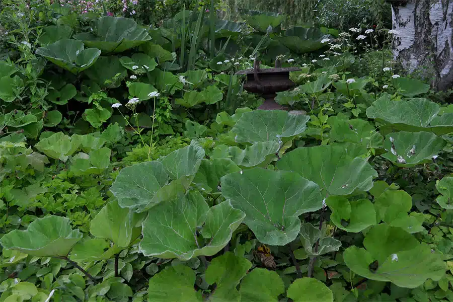 Garden for the Senses