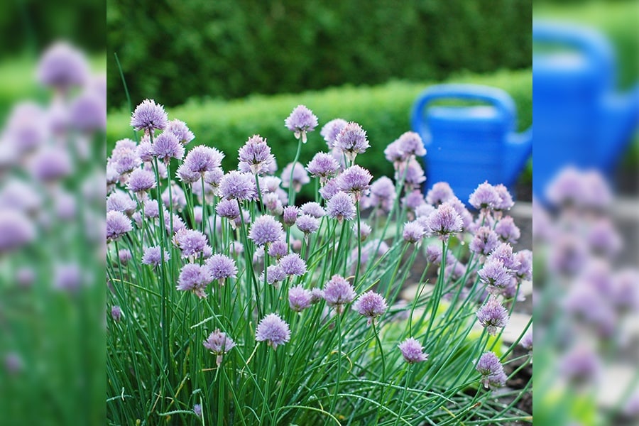 Gardening Maintenance and Care