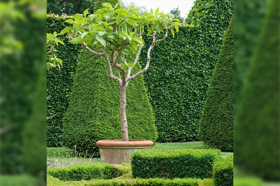 Gardening Maintenance and Care