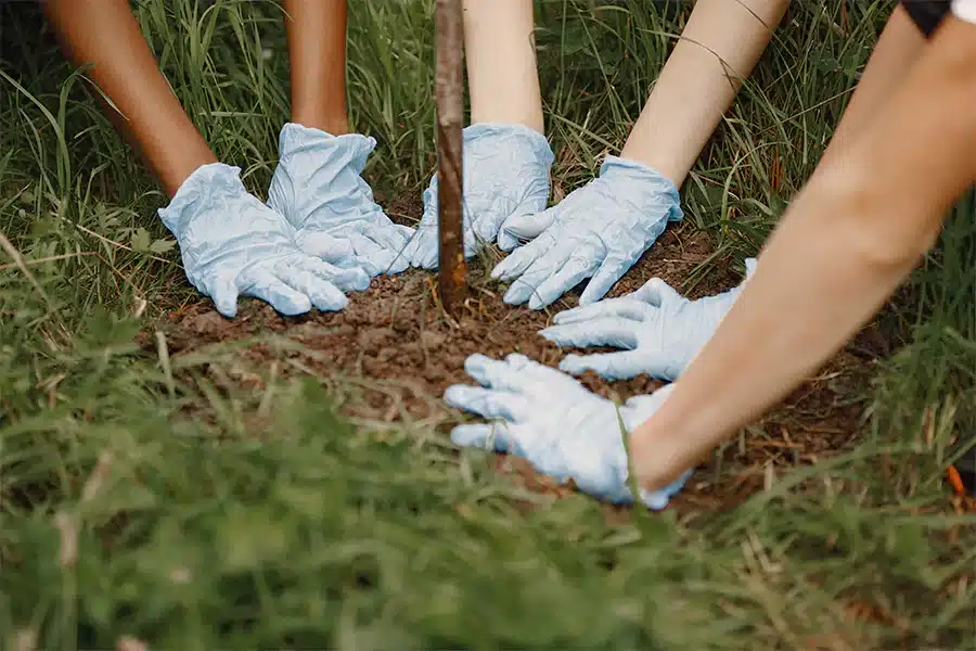 Gardening Maintenance and Care