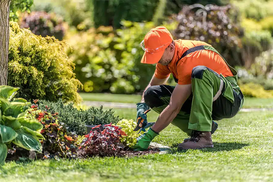 Gardening Maintenance and Care