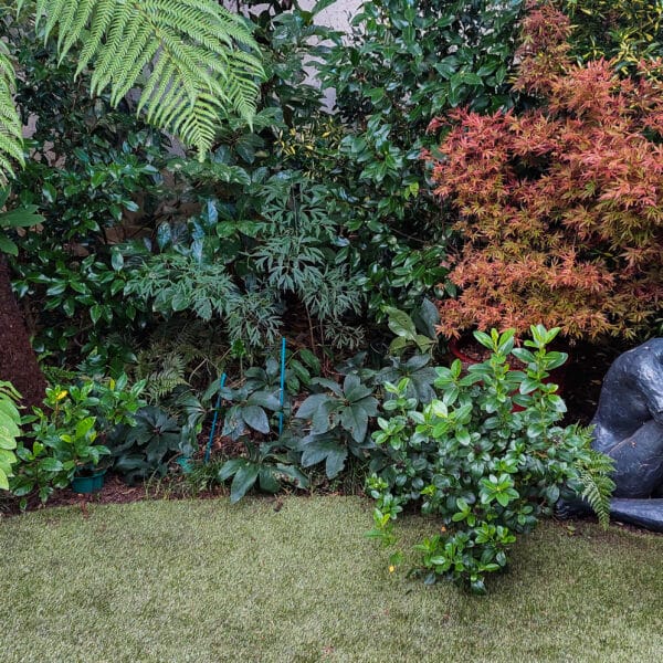 inner-city back garden